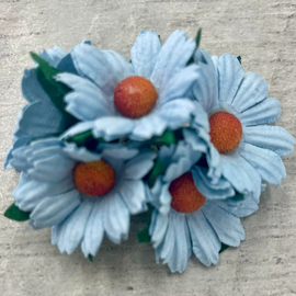 Chrysanthemums - Baby Blue (5pk)